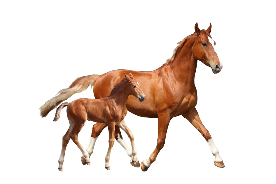 Yegua con su potro, símbolo de Equiclinic